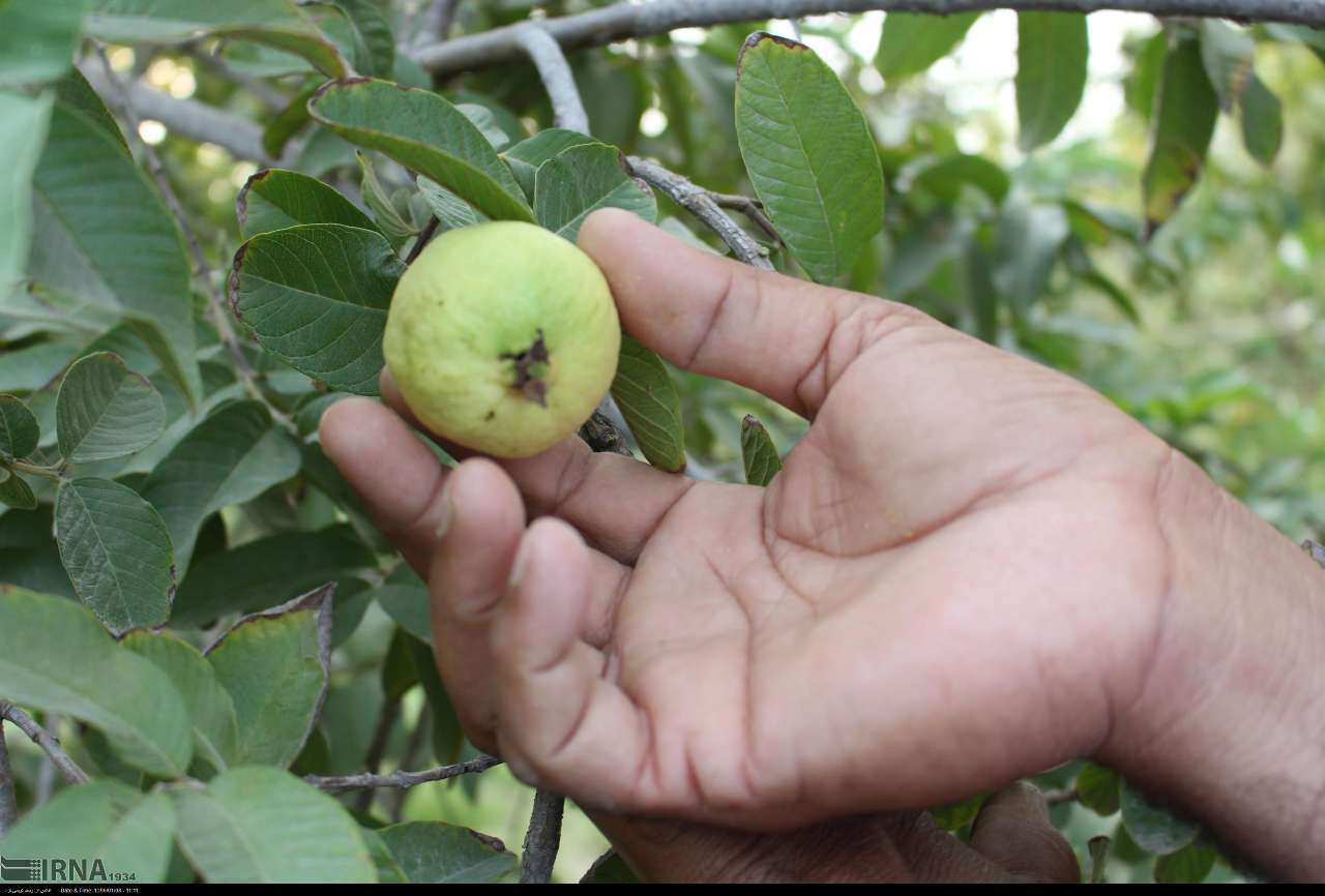 بیش‌از هزار تن میوه گرمسیری گواوا در سیستان و بلوچستان برداشت شد