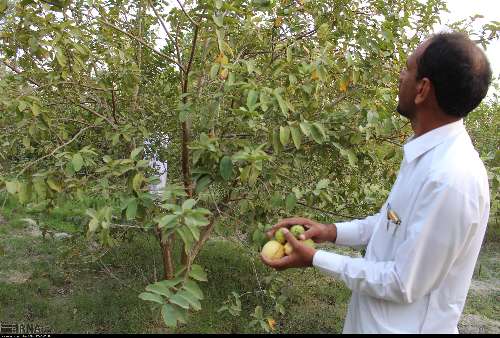 برداشت میوه گرمسیری گواوا در سیستان و بلوچستان به پایان رسید