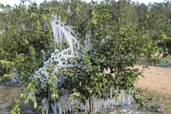 هواشناسی خراسان شمالی در باره سرمازدگی محصولات باغی استان هشدار داد