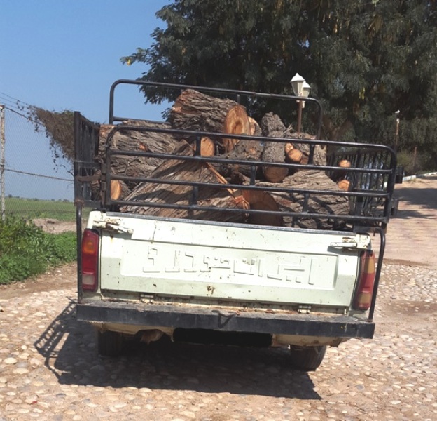 عامل قطع درخت كهنسال در دزفول دستگير شد عامل قطع درخت كهنسال در دزفول دستگير شد