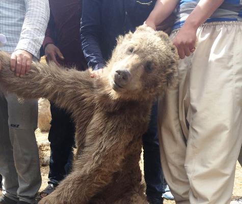 شكارچی خرس گرسنه در مرودشت دستگیر شد