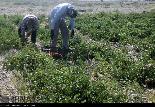 کاهش دما، احتمال خسارت به محصولات کشاورزی در فارس وجود دارد    