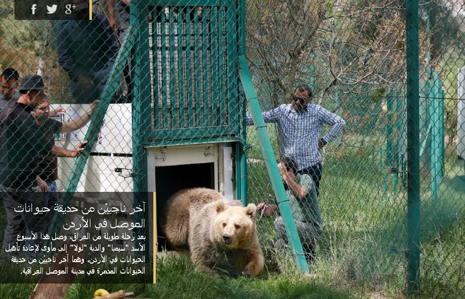 يك قلاده شير و خرس از باغ وحش موصل به اردن منتقل شدند