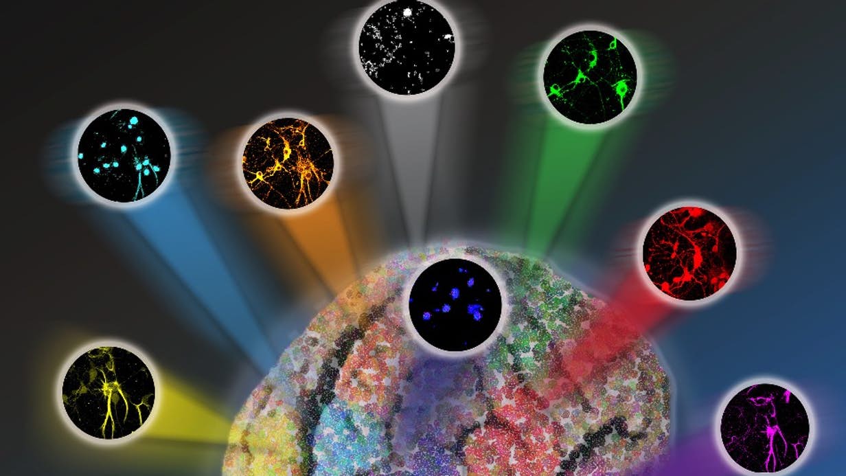 ركورد جدید رنگ‌های قابل تشخیص درمیكروسكوپ