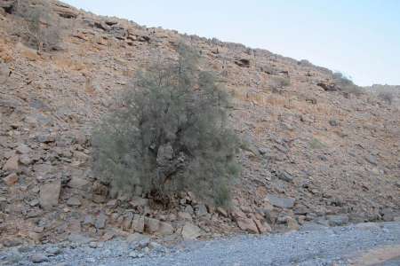 «گز روغن» نیكشهر درصنایع هواپیما و ساعت سازی كاربرد دارد