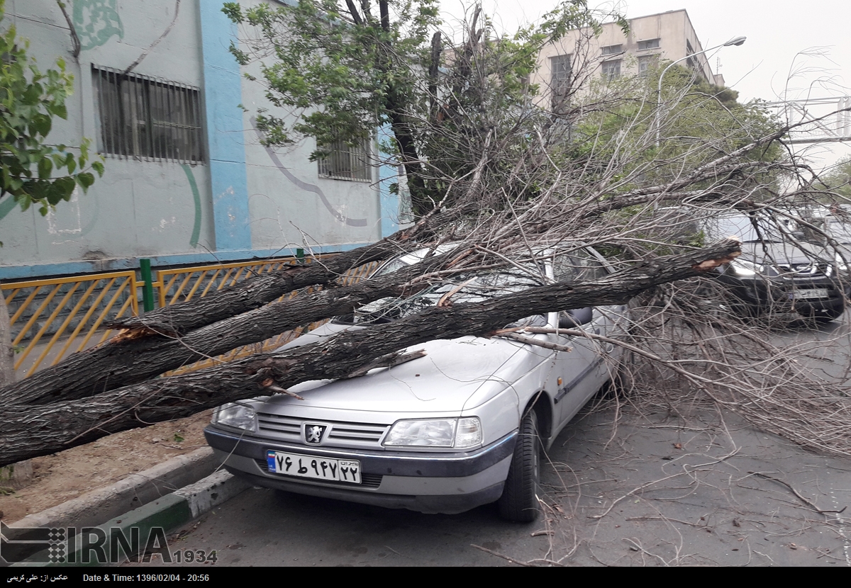 تندباد سبب سقوط سه اصله درخت و خسارت به یک خودرو در کرج شد