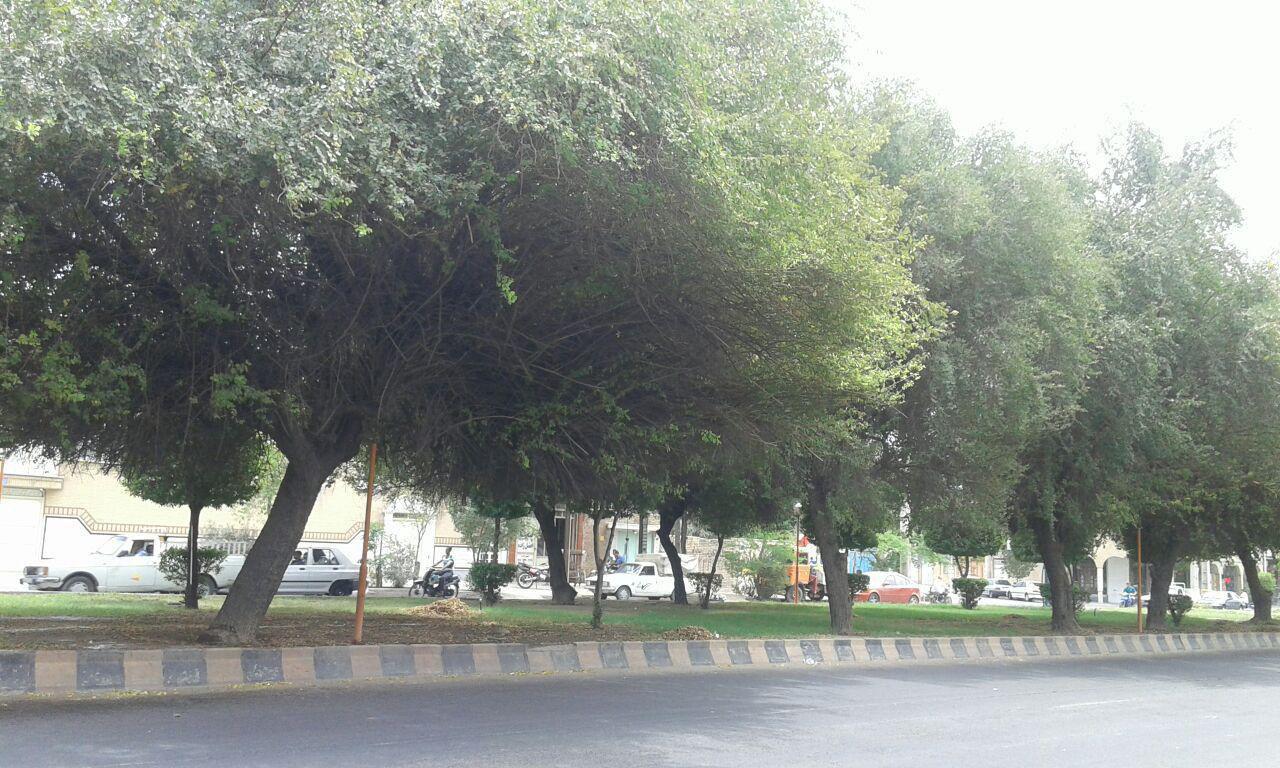شهروندان دزفولي مانع قطع درختان يك بلوار شدند شهروندان دزفولي مانع قطع درختان يك بلوار شدند