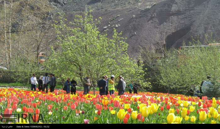 کاشت پیازهای گل دهمین جشنواره لاله ها در البرز آغاز شد
