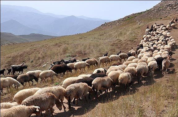 چراي دام در مراتع آذربايجان غربي ممنوع است