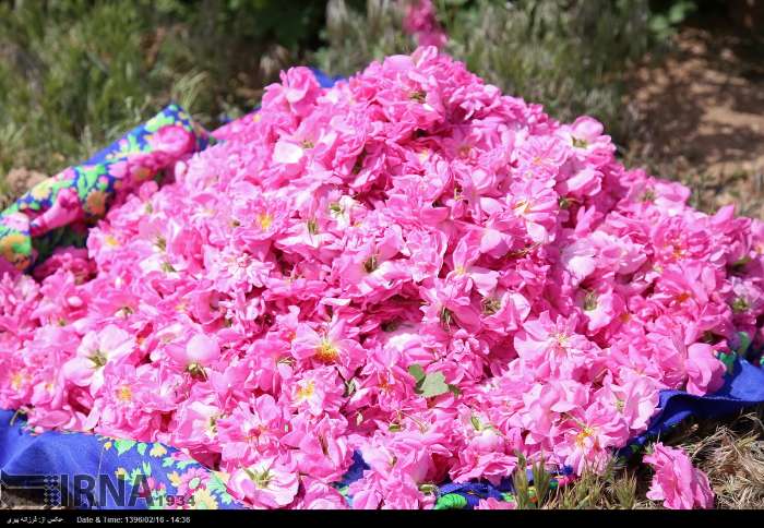 کشت گل محمدی در زنجان توسعه می‌یابد