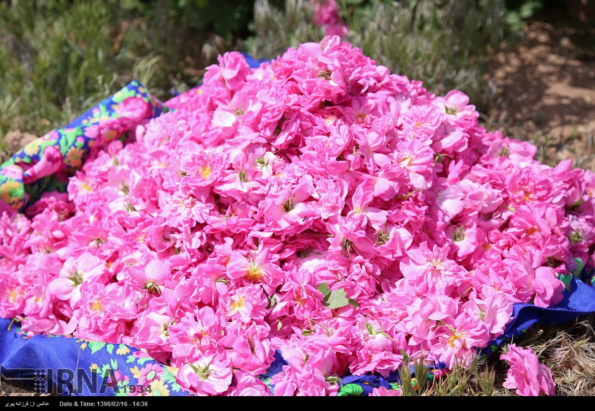 کشت گل محمدی در زنجان توسعه می‌یابد