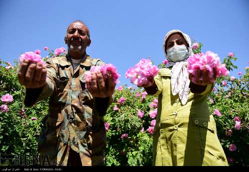 پارسال بیش از ۳۰۰ تن گلاب میمند فارس به خارج کشور صادر شد