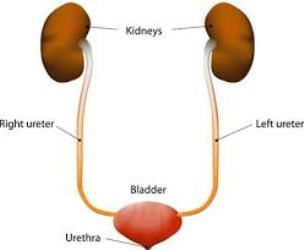 pictures of kidney and bladder stones