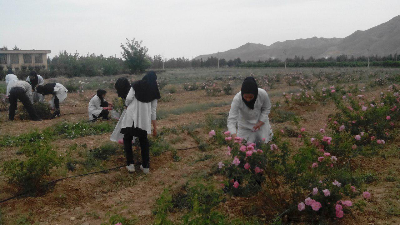 آغاز برداشت گل محمدي از مزرعه مركز تحقيقات كشاورزي استان سمنان