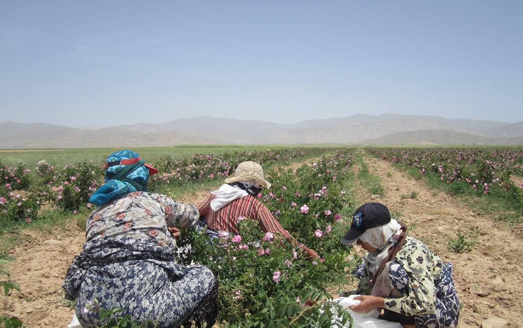 فاروج قطب  تولید گل محمدی در خراسان شمالی