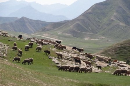 چرای بی رویه و غیرمجاز دام در مراتع ملایر نگران كننده است