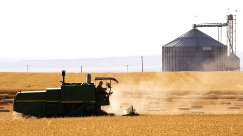 27 مركز خرید گندم در آذربایجان غربی راه اندازی شد
