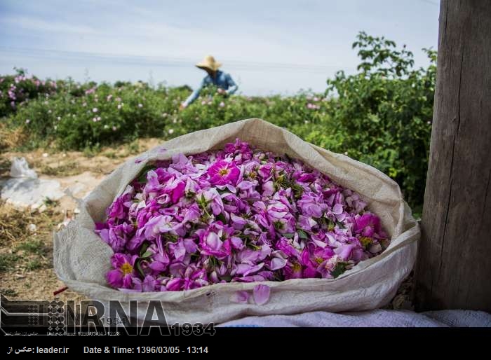 La cosecha de la Rosa de Damasco en la aldea de ¨Farjod¨, como uno de los pueblos más grandes en el cultivo de Rosa de Damasco con 100 mil hectáreas de esta flor**9391