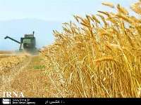 خرید یك میلیون و 340 هزار تن گندم از كشاورزان خوزستان
