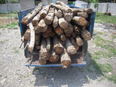 قاچاق چوب عاملي تهديد كننده براي جنگل هاي شهرستان نور