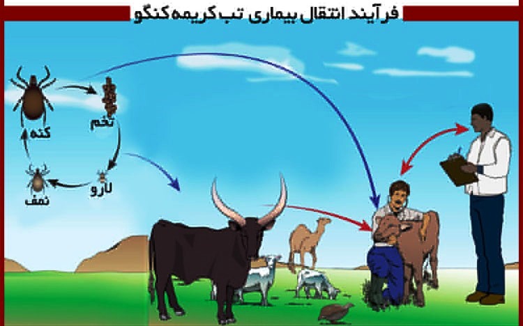 كریمه- كنگو؛ چیستی، علل و درمان