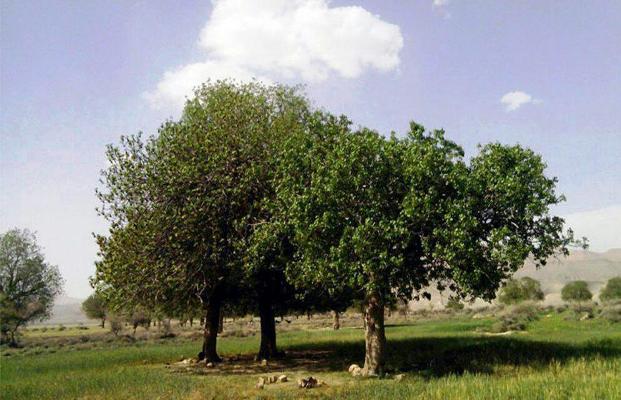 درختان كهنسال فارس در فهرست آثار ملي ثبت شدند - ايرنا