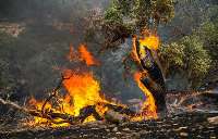 آتش سوزی در 40 هكتار از جنگل ها و مراتع سالند دزفول