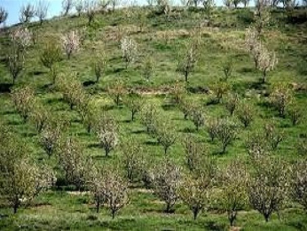 300 هكتار زمین شیب دار خراسان شمالی برای گسترش باغ اجرایی شد