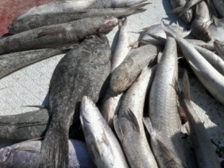 صيد 18هزار تن ماهي صنعتي در آبهاي جاسك