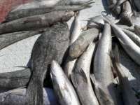 صيد 18هزار تن ماهي صنعتي در آبهاي جاسك