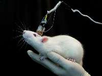 كاهش ابعاد تومور سرطاني با استفاده از نانوحباب در موش‌ها