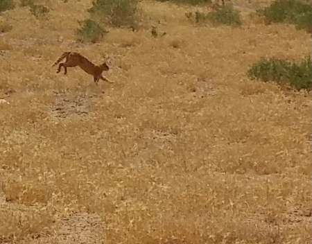 مشاهده گربه وحشي در محيط زيست نيشابور