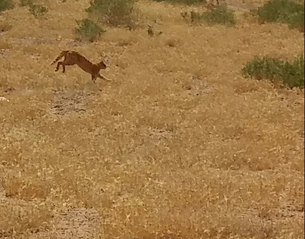 مشاهده گربه وحشي در محيط زيست نيشابور