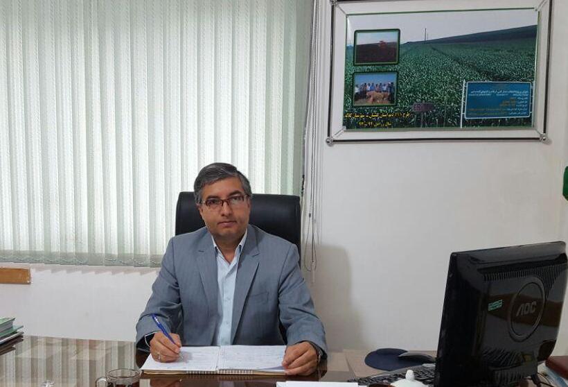محصول 88 درصد مزارع گندم كلاله برداشت شد محصول 88 درصد مزارع گندم كلاله برداشت شد