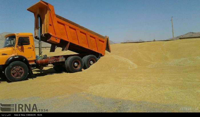 کشت قراردادی گندم آبی در سطح ۷۶ درصد زمین‌های زراعی کرمانشاه عملیاتی شد