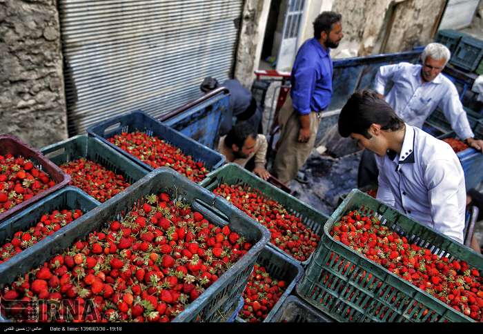 سالانه ۶۰ هزار میلیارد تومان محصول کشاورزی در کردستان تولید می شود