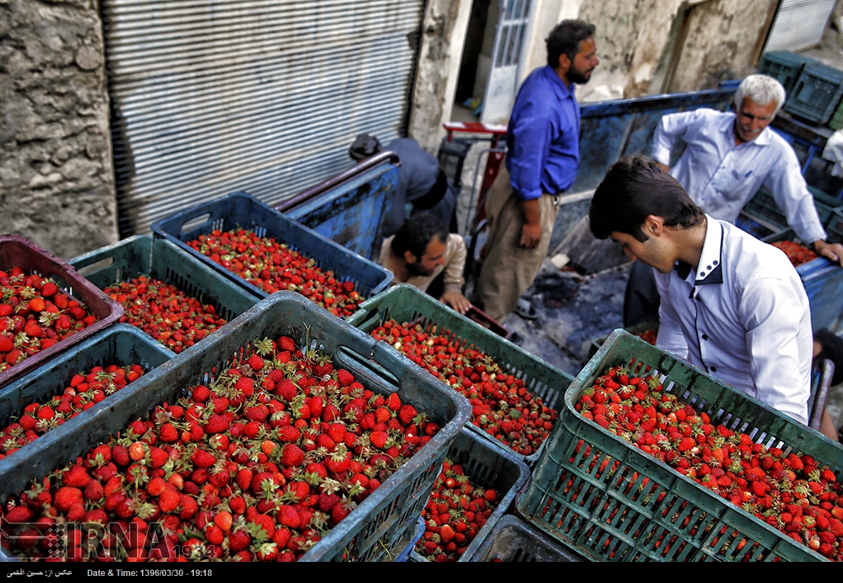 سالانه ۶۰ هزار میلیارد تومان محصول کشاورزی در کردستان تولید می شود