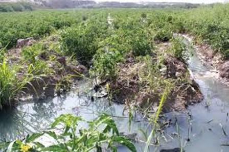 ادامه آبیاری با فاضلاب در مزارع سبزی جنوب تهران/اجرای طرح ایمنی فاضلاب از تیر