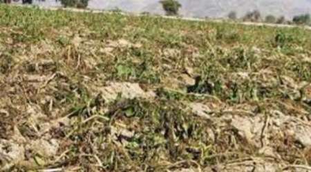 تگرگ بیش از 105میلیارد ریال به محصولات كشاورزی بجنورد خسارت زد