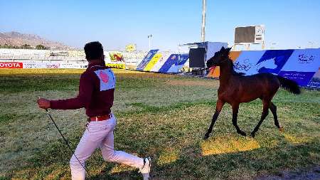 جشنواره زيبايي اسب اصيل عرب و كرد در كرمانشاه آغاز شد