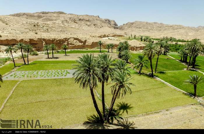 بیشترین سطح زیر کشت تابستانه خوزستان شلتوک است/ ممنوعیت کشت تابستانه وجود ندارد