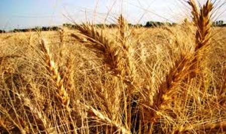 10 درصد گندم استان مركزی در كمیجان تولید می شود