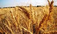 10 درصد گندم استان مركزی در كمیجان تولید می شود