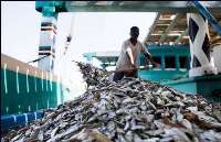 افزایش 57 درصدی صید فانوس ماهیان در هرمزگان