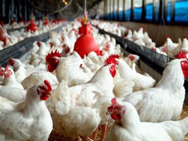رئیس اتحادیه مرغداران سمنان: نوسانات قیمت مرغ به ضرر تولیدكنندگان استان است