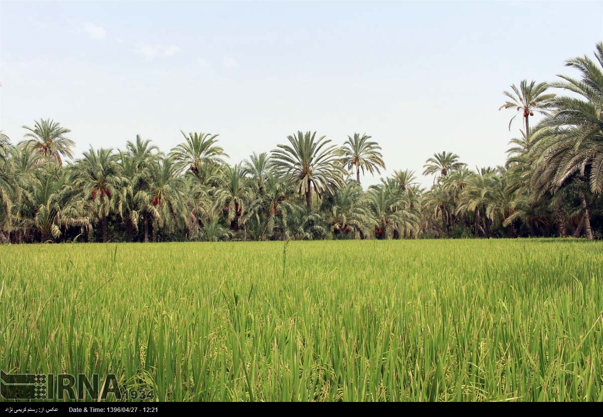 نیکشهر، سرزمین ظرفیت‌های بکر؛ از باغ‌های گسترده تا دامداری‌های رو به توسعه