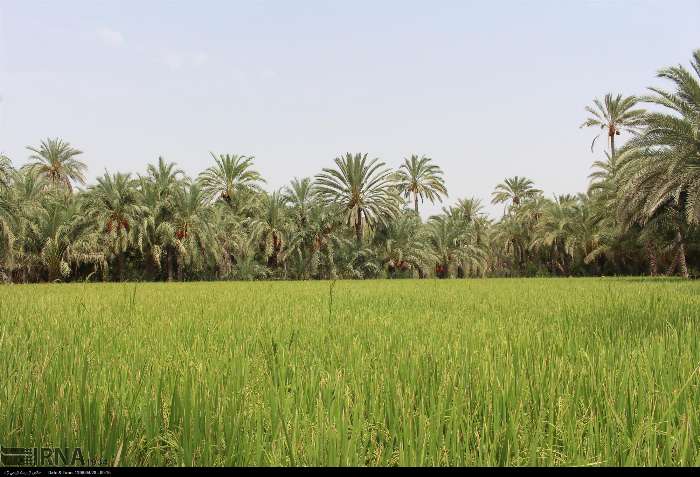 نیکشهر؛ کانون در حال جهش کشاورزی، دامداری و صنایع وابسته + فیلم