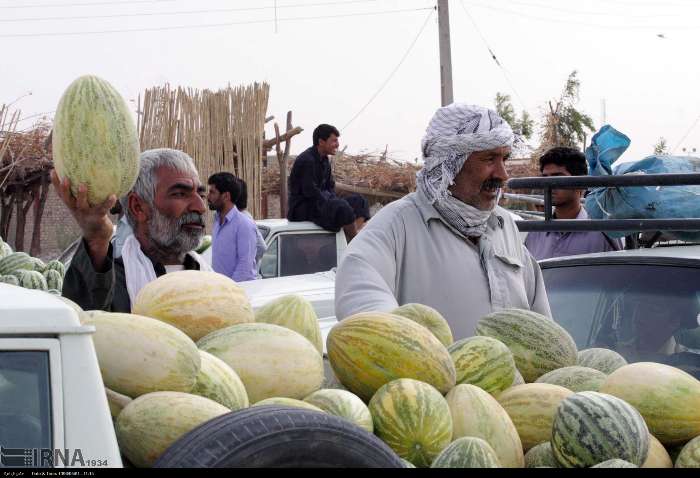 رونق سرمایه گذاری در سیستان و بلوچستان؛ تولید ۹۰۰ هزار تن محصولات خارج فصل