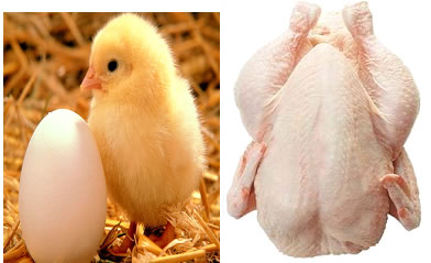 وزارت كشاورزی: نرخ 75هزار ریال برای هر كیلو گوشت مرغ گرم، منطقی است