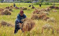 كار برداشت محصول برنج در  سراسر گيلان آغاز شده است